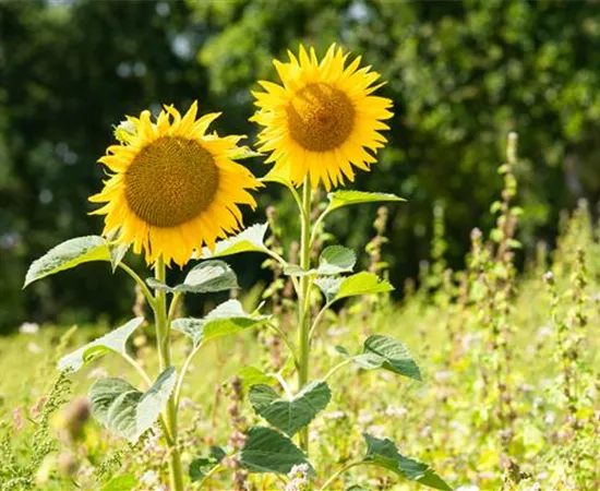 Sonnenblumen pflanzen und die schönsten Blüten genießen