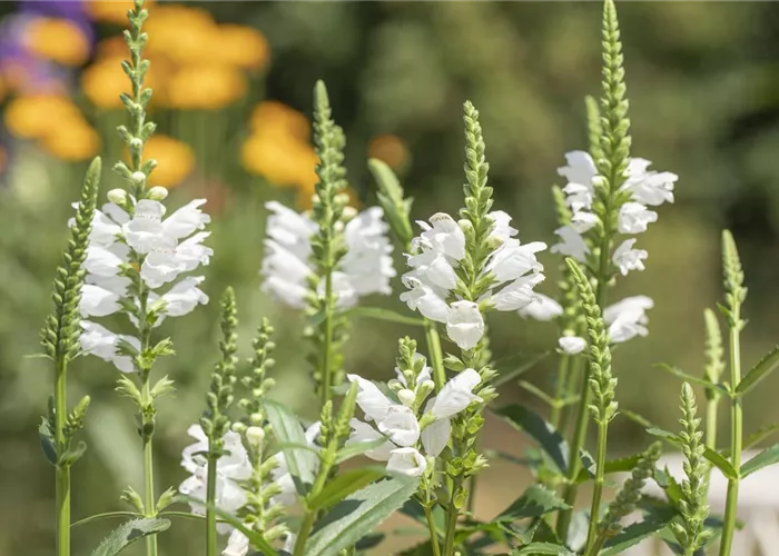 Physostegia virginiana 'Crystal Peak White'