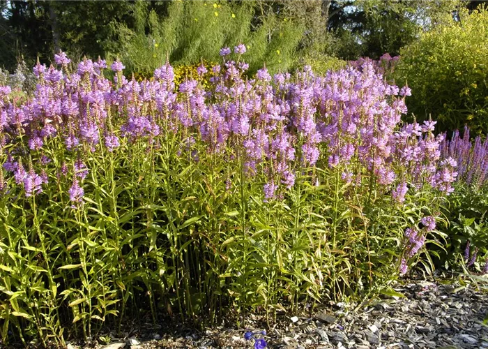 Physostegia virginiana 'Vivid'