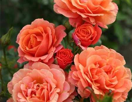 Rosa 'Lambada' -R- STR