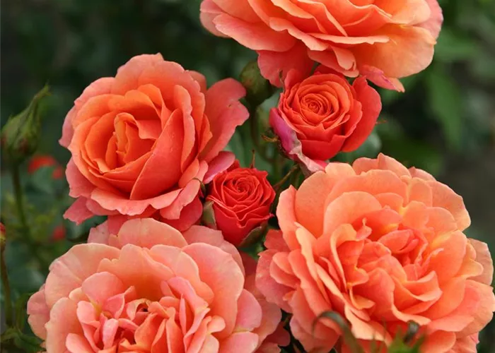 Rosa 'Lambada' -R- STR
