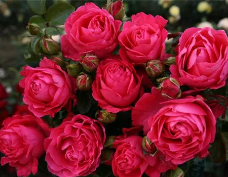 Rosa 'Cherry Lady' -R- TH