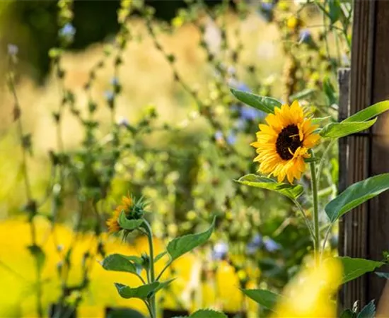 Sonnenblumen sorgen für gute Laune im Sommer