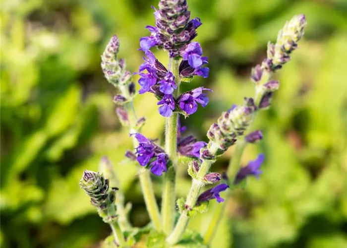 Salvia nemorosa 'Marcus' -R-
