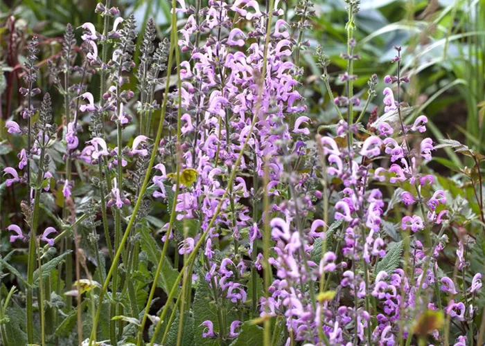 Salvia pratensis 'Rose Rhapsody'