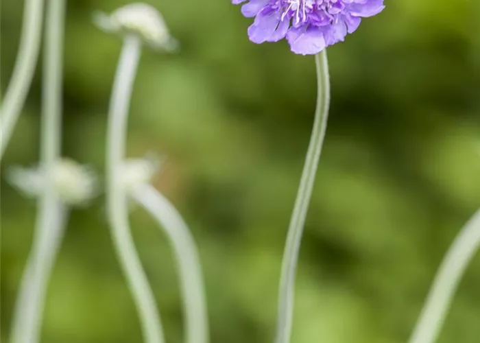 Scabiosa columbaria 'Butterfly Blue'