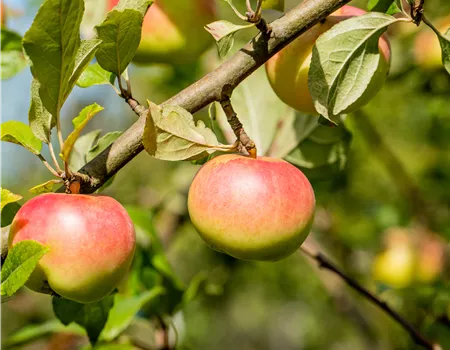 Malus dom. 'Goldrenette von Blenheim'