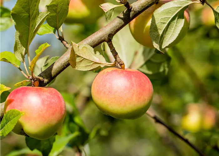 Malus dom. 'Goldrenette von Blenheim'