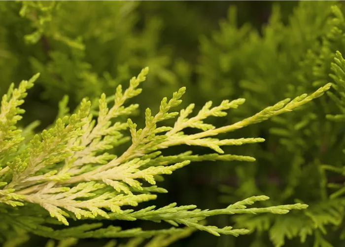 Cupressocyparis leyl. 'Gold Rider'