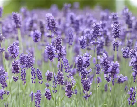 Lavandula angustifolia 'Hidcote Blue'
