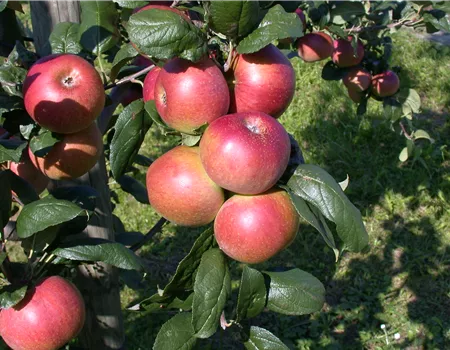 Malus dom. 'Baumanns Renette'