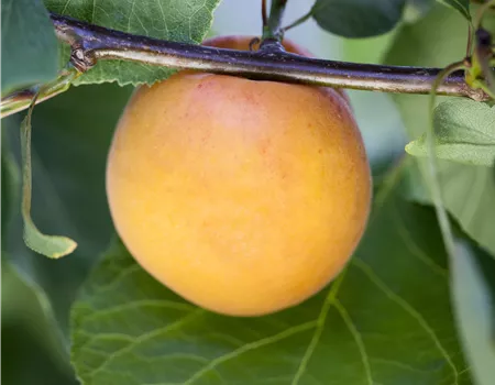 Prunus syr. 'Bellamira' -S-