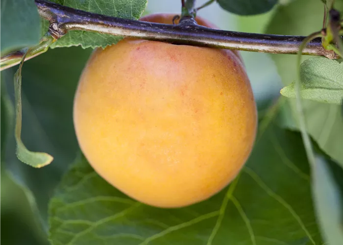 Prunus syr. 'Bellamira' -S-