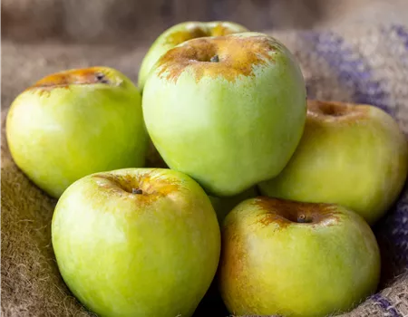Malus dom. 'Gelber Richard'