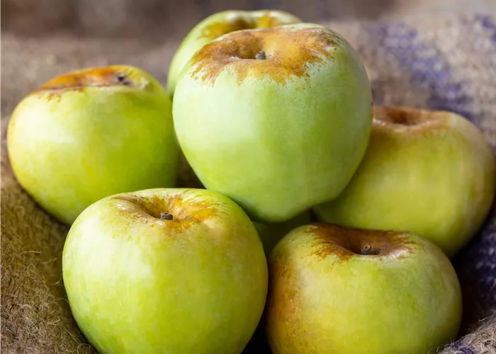 Malus dom. 'Gelber Richard'