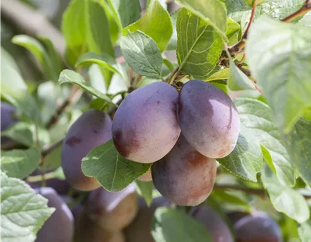 Prunus dom. 'Herman'