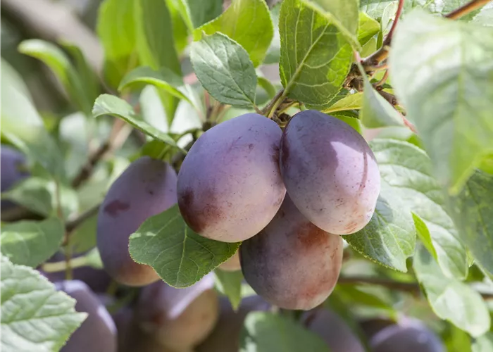 Prunus dom. 'Herman'