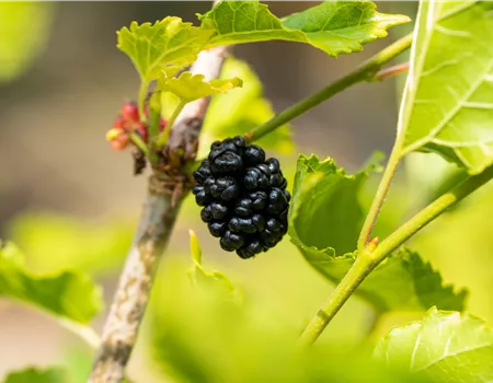 Morus rotundiloba 'Mojo Berry'