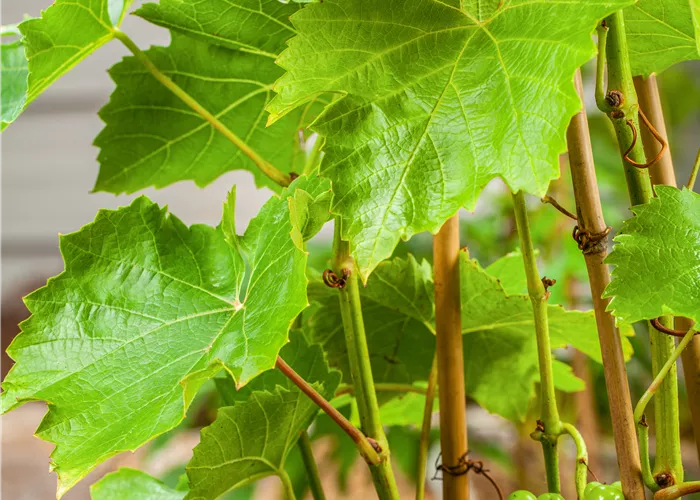 Vitis 'Lakemont' -R-