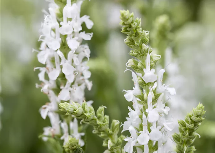 Salvia nemorosa 'Sensation -R- White'