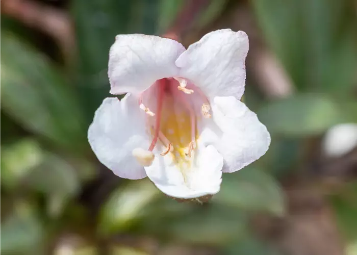 Weigela florida 'Vintage Love'