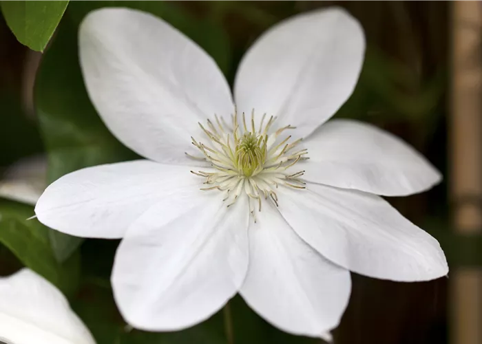 Clematis 'Shirayukihime'