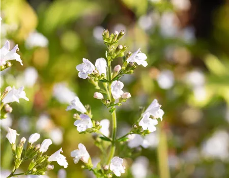 Calamintha nepeta ssp.nep. 'Triumphator'