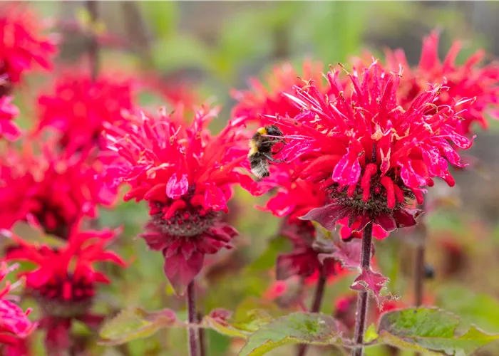 Monarda fistulosa 'Bee-Happy' -R-