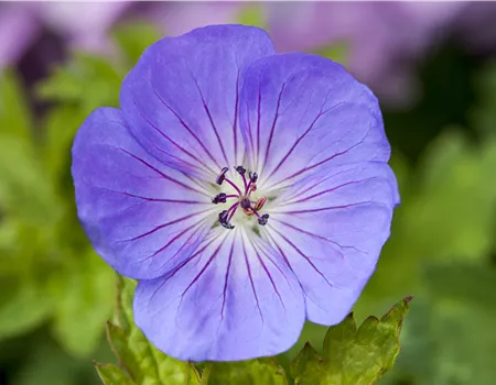 Geranium wallichianum 'Azure Rush' -R-
