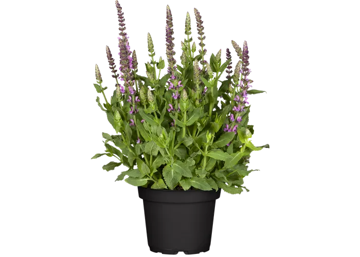 Salvia nemorosa 'Sensation Bright Rose'