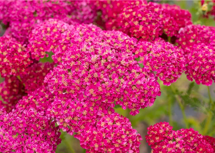 Achillea Millef.-Hybr. 'Pomegranate' -R-