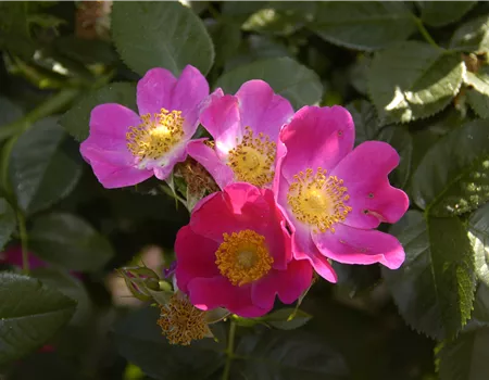 Rosa carolina