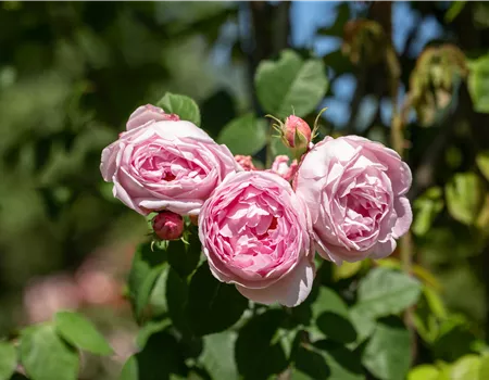 Rosa 'Constance Spry' STR VI
