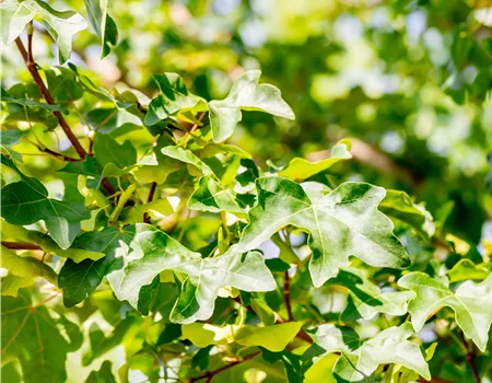 Acer campestre 'Elsrijk'