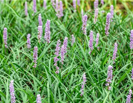 Liriope muscari 'Moneymaker'