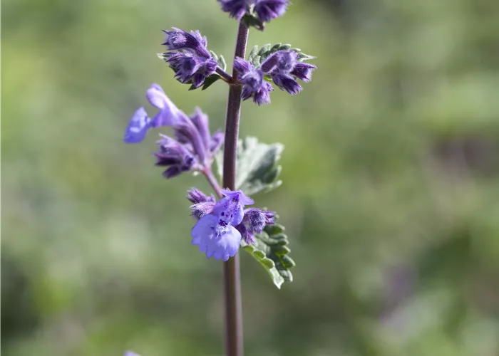 Nepeta x faassenii 'Walkers Low'