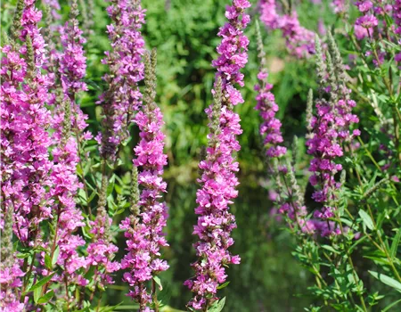 Lythrum salicaria 'Robert'