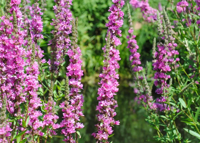 Lythrum salicaria 'Robert'