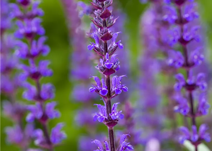 Salvia nemorosa 'Caradonna'