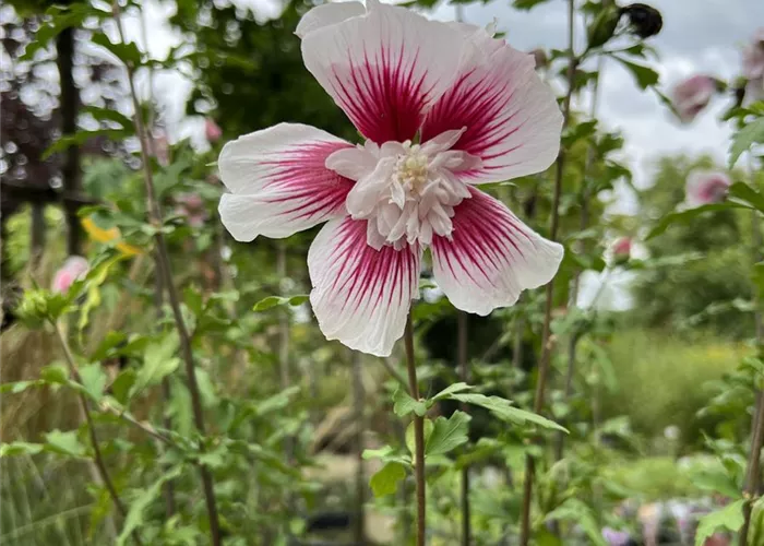 Hibiscus 'Starburst Chiffon'