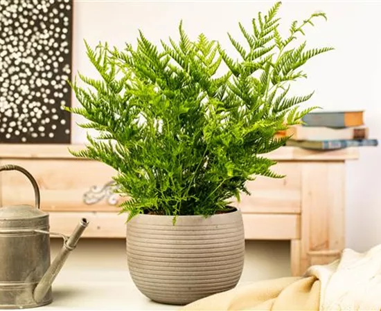 Zimmerpflanzen kaufen und Leben ins Haus holen