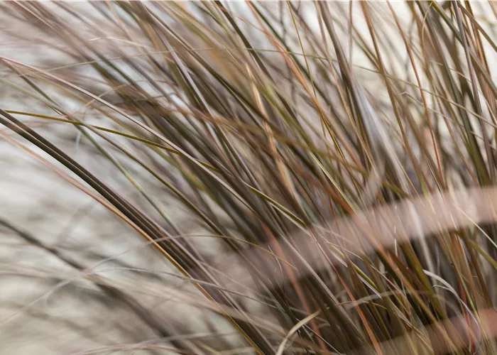 Carex comans 'Bronze Form'