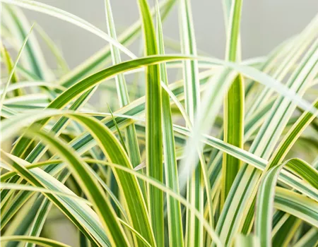 Carex morrowii 'Vanilla Ice'