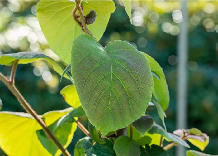 Actinidia arguta 'Prince Jumbo'