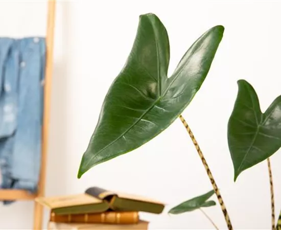 Zimmerpflanzen pflegen für die Gesundheit der Mitbewohner