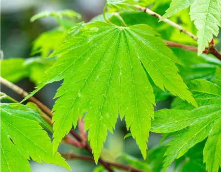 Acer japonicum 'Indian Summer'