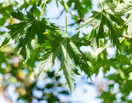 Acer saccharinum 'Laciniatum Wieri'