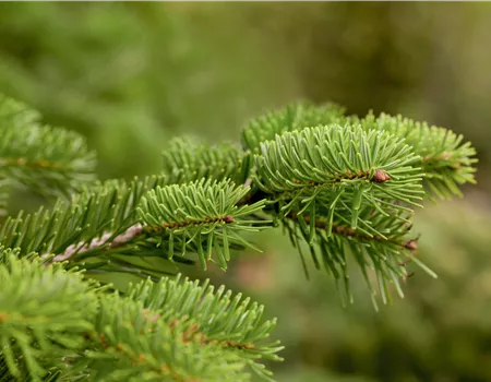 Abies nordmanniana