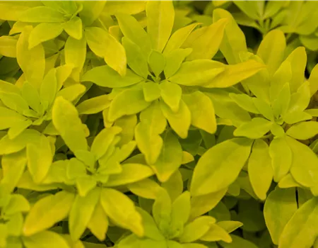 Choisya ternata 'Brica'