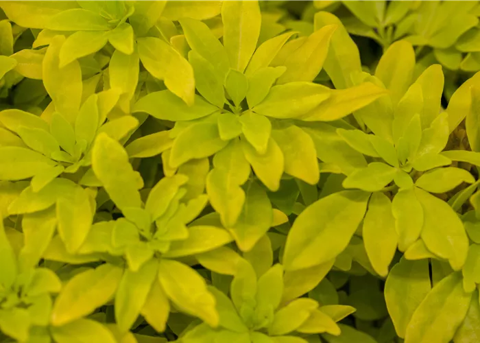 Choisya ternata 'Brica'